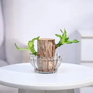 Brazilian Lucky Wood Plant , Vastu + Air Purifier - 🔥Buy 1 Get 1 Free🔥