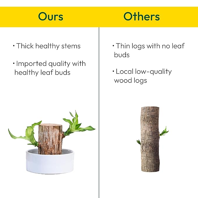 Brazilian Lucky Wood Plant , Vastu + Air Purifier - 🔥Buy 1 Get 1 Free🔥