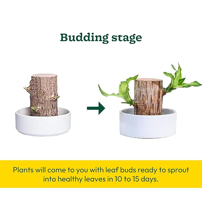 Brazilian Lucky Wood Plant , Vastu + Air Purifier - 🔥Buy 1 Get 1 Free🔥
