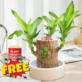 Brazilian Lucky Wood Plant , Vastu + Air Purifier - 🔥Buy 1 Get 1 Free🔥